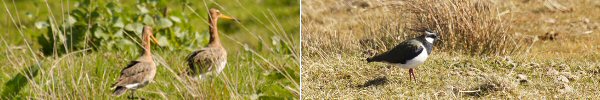 weidevogels weidevogels
