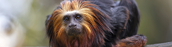 OdenseZoo