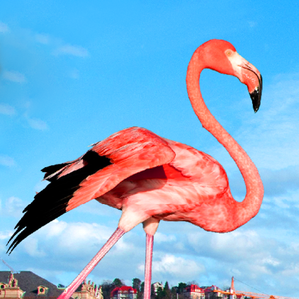 Flamingo - Irritierte Stadt