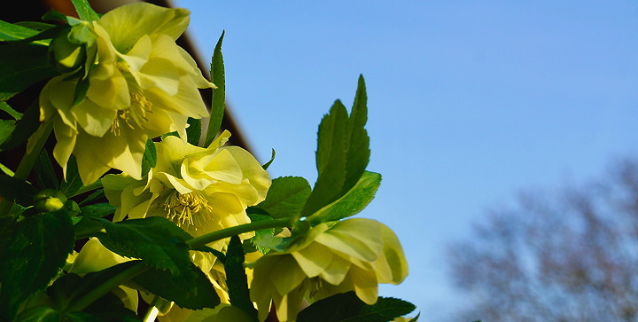 Helleborus orientalis 'Xanthia')