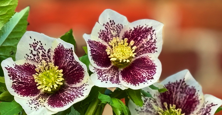 Helleborus 'Sensas' (niger subsp. macranthus x orientalis subsp. abchasicus)