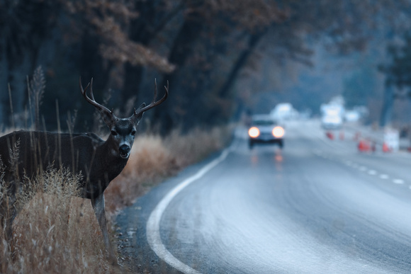 Sicher Autofahren im Herbst: Tipps für die goldene Jahreszeit (© Tabor Chichakly - stock.adobe.com)