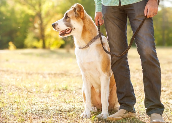Hund im Job erlaubt? Spielhallenstreit endet mit Kompromiss (© Rock and Wasp - stock.adobe.com)