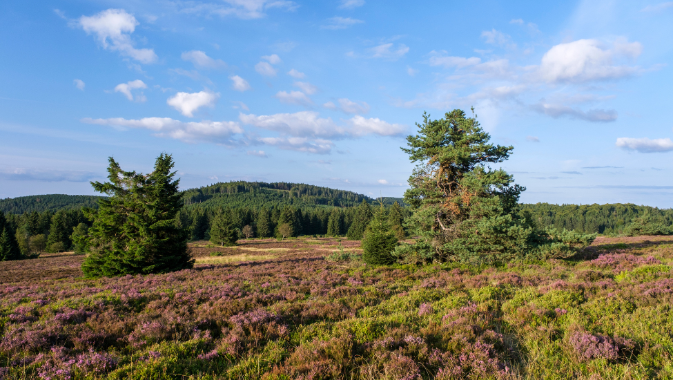 Natuur en cultuur hand in hand in het Sauerland